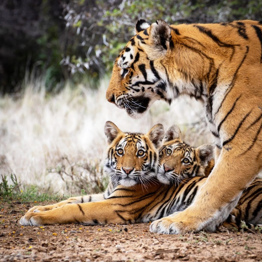 Tiger