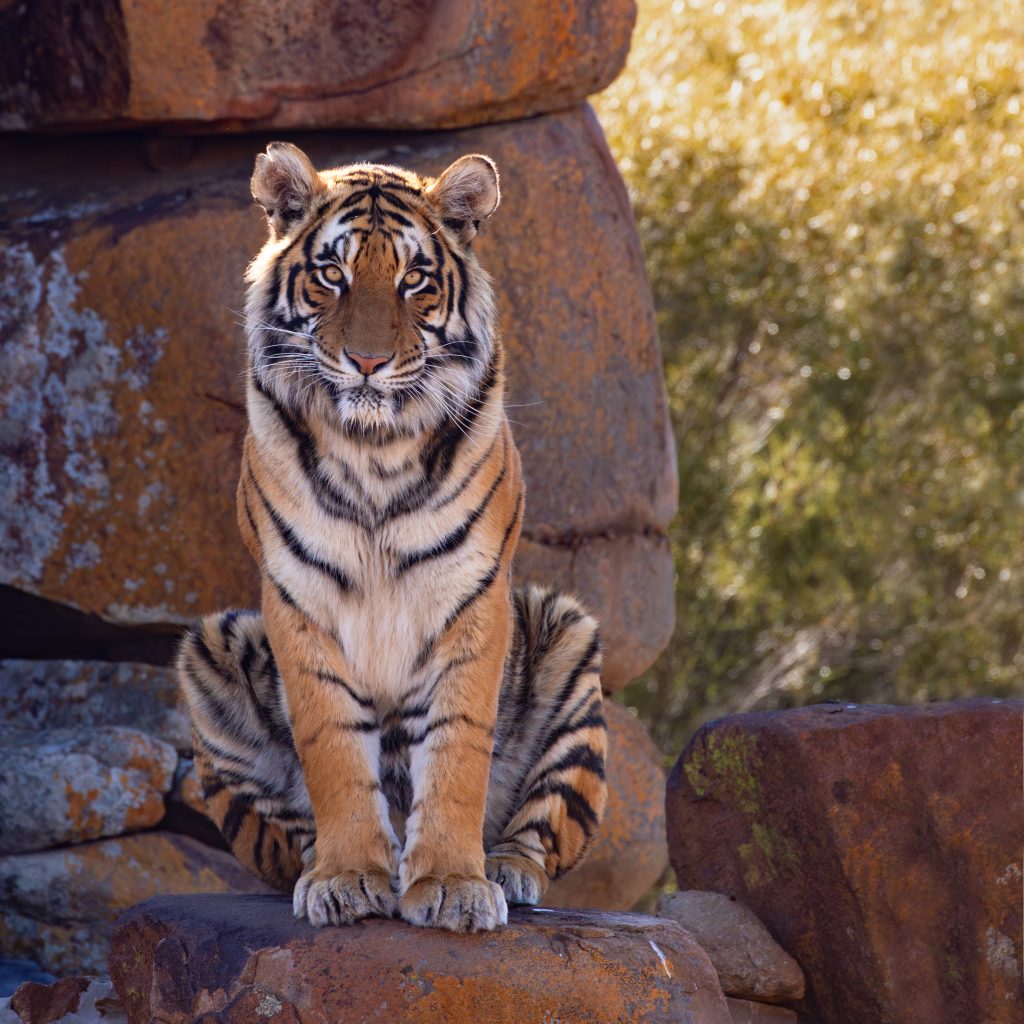 Tiger