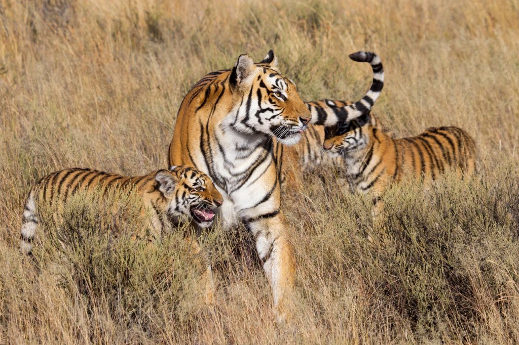 Tigers