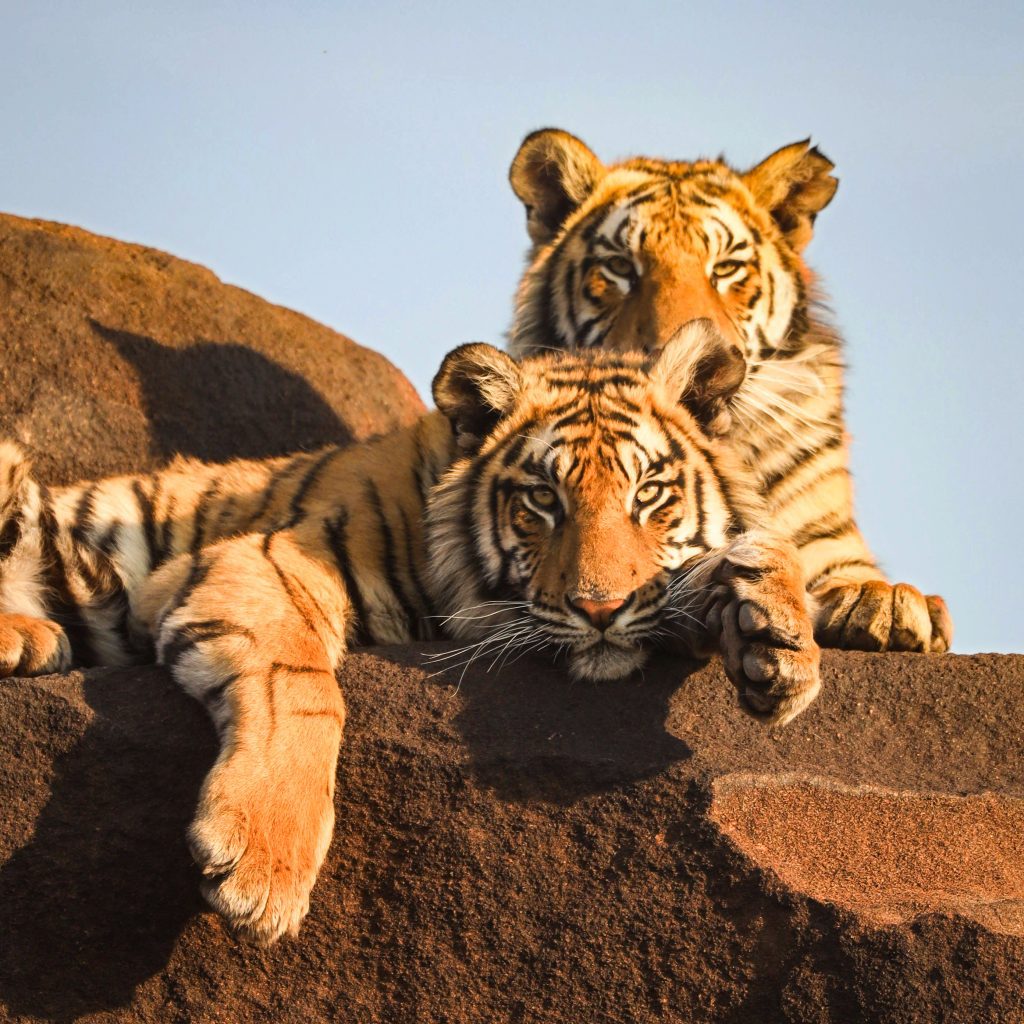 Tigers
