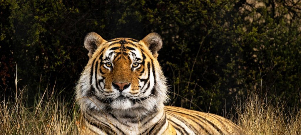 Transformational Leadership Slider
