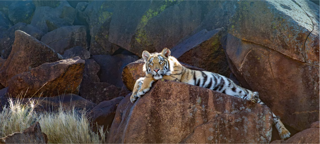 Tiger Banner